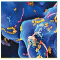 ترجمه کلمات و اصطلاحات جدید درس دوم زبان دهم